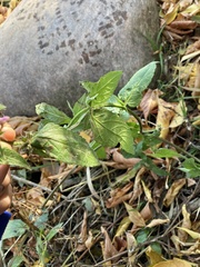 Stachys palustris