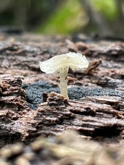 Favolaschia