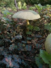 Leucocoprinus cepistipes