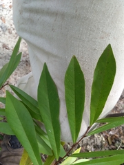 Asimina angustifolia