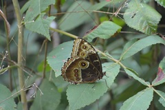 Morpho helenor octavia