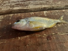 Rhabdosargus holubi