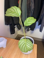 Goeppertia orbifolia