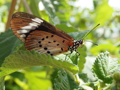 Acraea serena