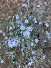 Stephanomeria pauciflora