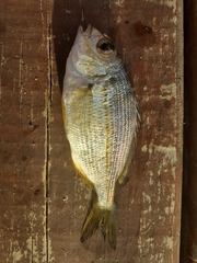 Rhabdosargus holubi