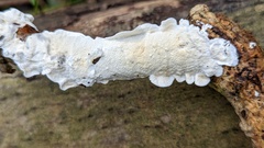 Byssomerulius corium