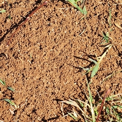 Solenopsis saevissima