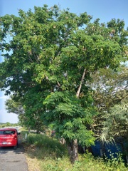 Albizia lebbeck