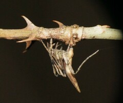 Cyphalonotus