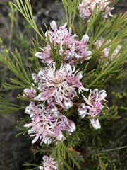 Serruria rubricaulis