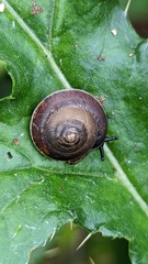 Hygromia cinctella
