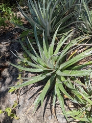 Hechtia