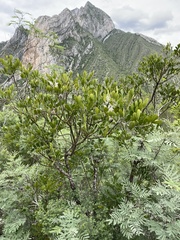 Dermatophyllum