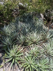 Hechtia