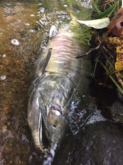 Oncorhynchus keta