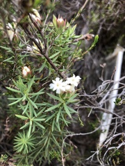 Gnidia pinifolia