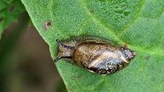 Succinea putris