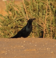 Quiscalus mexicanus
