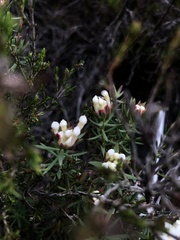 Gnidia pinifolia