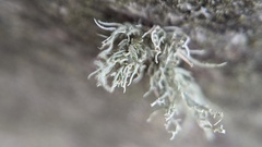 Ramalina farinacea