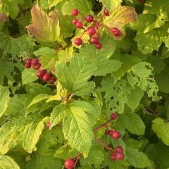 Viburnum