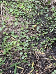 Hydrocotyle verticillata