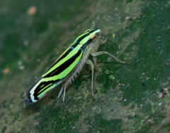 Sibovia sagata