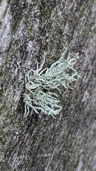 Ramalina farinacea