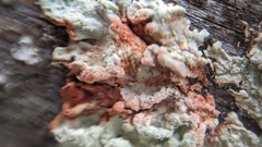 Flavoparmelia soredians