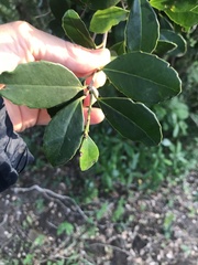 Elaeodendron croceum