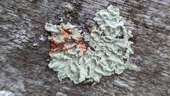 Flavoparmelia soredians
