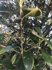 Elaeodendron croceum