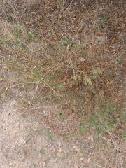 Santolina rosmarinifolia