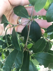 Elaeodendron croceum