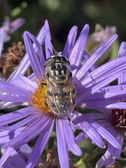 Copestylum marginatum