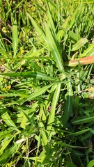 Paspalum modestum