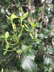 Elaeodendron croceum