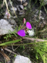 Polygala bracteolata