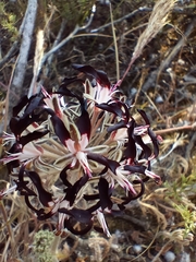 Pelargonium auritum auritum