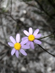 Senecio umbellatus