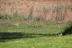 Upupa epops africana