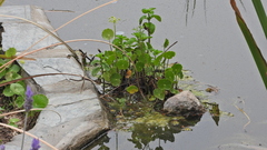 Hydrocotyle