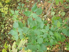 Leonurus quinquelobatus