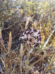 Pelargonium auritum auritum