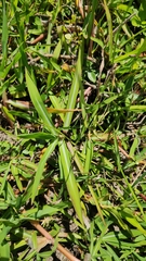 Paspalum modestum