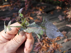 Golovinomyces cichoracearum