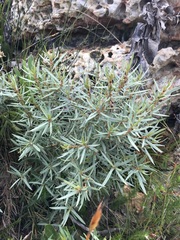 Grubbia tomentosa