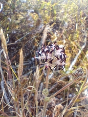Pelargonium auritum auritum
