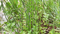 Equisetum hyemale